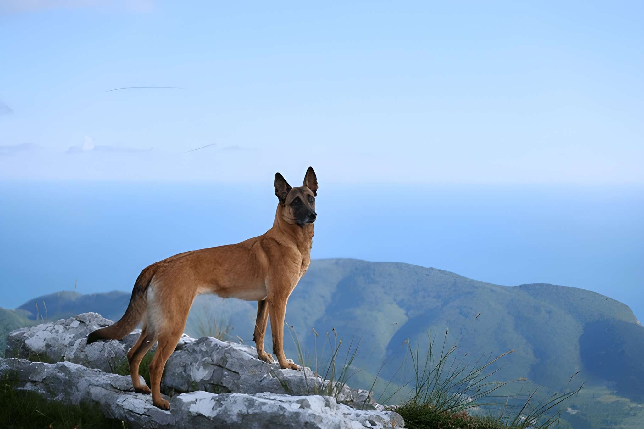 Sécurité Cynophile - Unités K9